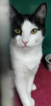 Maria - PSD -  Domestic Short Hair Cat for Adoption in Oakland Park, Florida - Maria - PSD | PetCurious