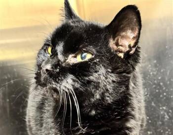 TOTORO -  Domestic Short Hair Cat for Adoption in Anchorage, Alaska - TOTORO | PetCurious