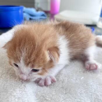Jamie -  Domestic Short Hair Cat for Adoption in Denver, Colorado - Jamie | PetCurious