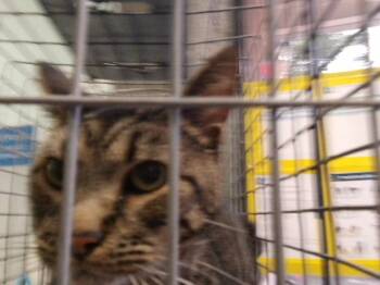 ROBIN -  Domestic Short Hair Cat for Adoption in Tulsa, Oklahoma - ROBIN | PetCurious