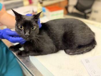 CHOP -  Domestic Short Hair Cat for Adoption in Doral, Florida - CHOP | PetCurious
