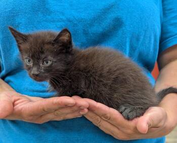 Rescue Domestic Short Hair Cats for Adoption in Parsons, Kansas - Domino | PetCurious