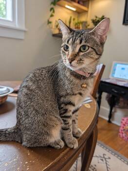 Pearl -  Tabby and Domestic Short Hair Cat for Adoption in Skyline, Minnesota - Pearl | PetCurious