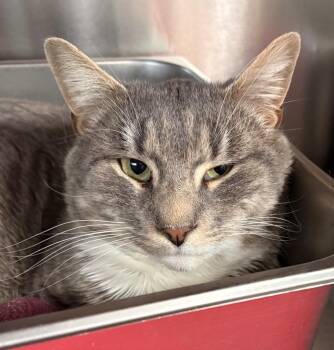 Domestic Short Hair Cats Available for Adoption in Cumberland, Maine - Yam | PetCurious