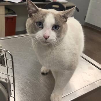 Domestic Medium Hair Cats Available for Adoption - Pipes | PetCurious