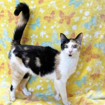 Rescue Domestic Short Hair Cats for Adoption in Mt. Juliet, Tennessee - Mama Monarch | PetCurious