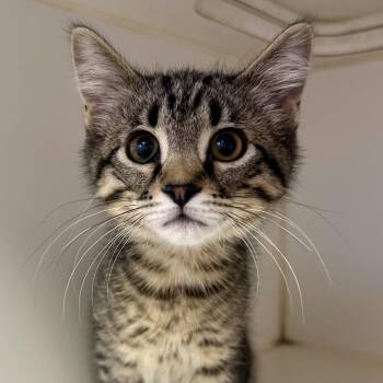 Biscuit -  Domestic Short Hair Cat for Adoption in Saint Joseph, Missouri - Biscuit | PetCurious