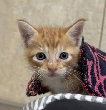Hobbs -  Domestic Short Hair Cat for Adoption in Honolulu, Hawaii - Hobbs | PetCurious