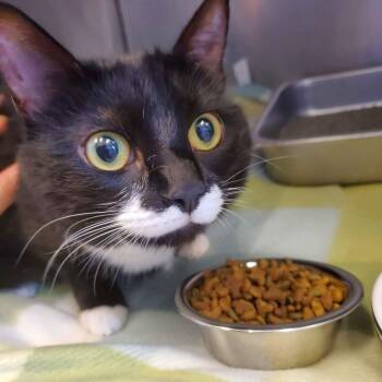 Soxie -  Domestic Short Hair Cat for Adoption in Gloucester, Virginia - Soxie | PetCurious