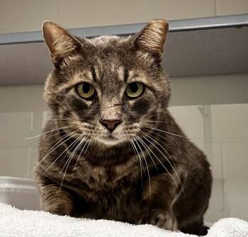 Domestic Short Hair Cats Available for Adoption in Stratham, New Hampshire - Tomas | PetCurious