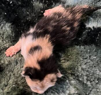 Domestic Short Hair Cats Available for Adoption - Ethel | PetCurious