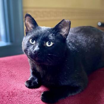 Bill -  Domestic Short Hair Cat for Adoption in Winchendon, Massachusetts - Bill | PetCurious