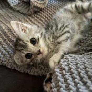 Reagan -  Domestic Short Hair Cat for Adoption in Cumming, Georgia - Reagan | PetCurious