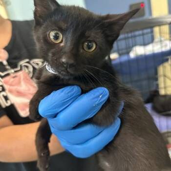 Bolivia -  Domestic Short Hair Cat for Adoption in Richmond, Virginia - Bolivia | PetCurious