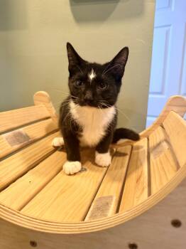 Peacock -  Domestic Short Hair Cat for Adoption in Bellmawr, New Jersey - Peacock | PetCurious