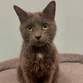 Japanese Bobtail Cats Available for Adoption in Nantucket, Massachusetts - Pebbles | PetCurious