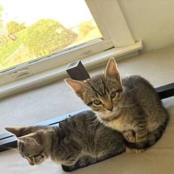 Domestic Short Hair Cats Available for Adoption in Danbury, Connecticut - Melon | PetCurious