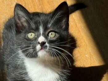 SPICE -  Domestic Short Hair Cat for Adoption in Palo Alto, California - SPICE | PetCurious