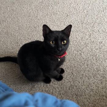 Domestic Short Hair Cats Available for Adoption - Jelly Bean | PetCurious