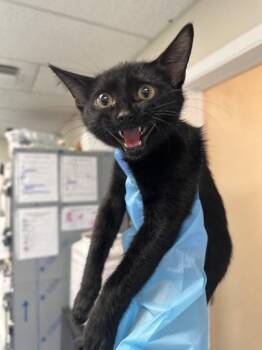 Winnie -  Domestic Short Hair Cat for Adoption in Roseville, California - Winnie | PetCurious