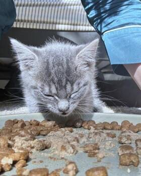 Ash -  Domestic Short Hair Cat for Adoption - Ash | PetCurious