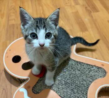 Quincy -  Tabby Cat for Adoption in San Antonio, Texas - Quincy | PetCurious