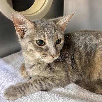 Purramore -  Domestic Short Hair Cat for Adoption in Austin, Texas - Purramore | PetCurious