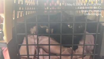 JADE -  Domestic Short Hair Cat for Adoption in Ocala, Florida - JADE | PetCurious