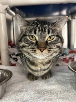 Rescue Domestic Short Hair and Tiger Cats for Adoption - Mallory | PetCurious