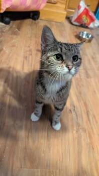 Edamame -  Domestic Short Hair Cat for Adoption in North Brunswick Township, New Jersey - Edamame | PetCurious