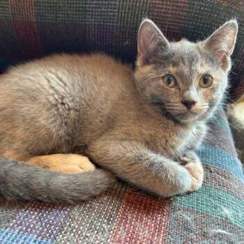 Snowdrop -  Domestic Short Hair Cat for Adoption in Hudsonville, Michigan - Snowdrop | PetCurious