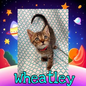 Wheatley -  Domestic Short Hair Cat for Adoption in Royse City, Texas - Wheatley | PetCurious