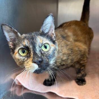 Iris -  Domestic Short Hair Cat for Adoption in Council Bluffs, Iowa - Iris | PetCurious