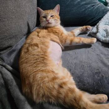 Domestic Short Hair Cats Available for Adoption - Georgia | PetCurious