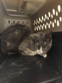 Lady Jerry -  Domestic Short Hair Cat for Adoption in Kansas City, Missouri - Lady Jerry | PetCurious