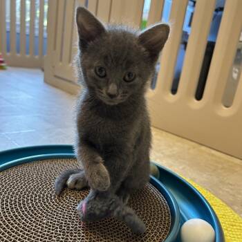 Domestic Short Hair Cats Available for Adoption in Bel Air, Maryland - Bramble | PetCurious
