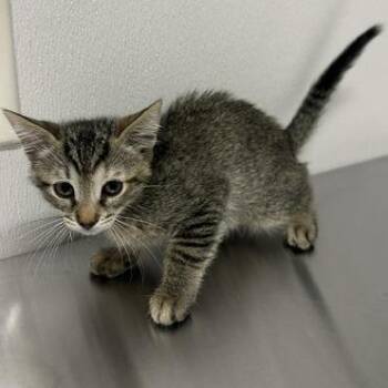 Glasswing -  Domestic Short Hair Cat for Adoption in Tampa, Florida - Glasswing | PetCurious