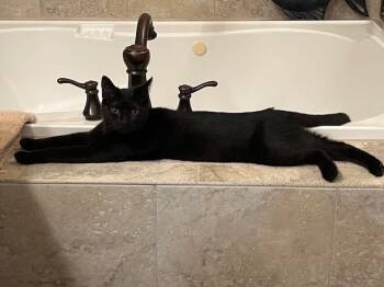 Rescue Domestic Short Hair Cats for Adoption in Youngsville, North Carolina - Nectar25 | PetCurious