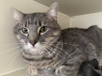 Domestic Short Hair and American Shorthair Cats Available for Adoption in Leadville, Colorado - Quinn | PetCurious