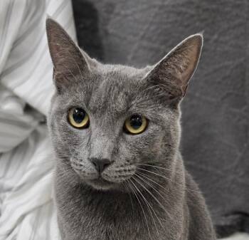Smoke -  Russian Blue Cat for Adoption in Houston, Texas - Smoke | PetCurious