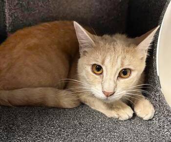 Domestic Short Hair Cats Available for Adoption in Nashville, Tennessee - Apricot | PetCurious