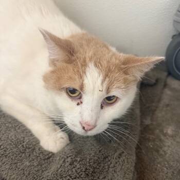 Rescue Domestic Short Hair Cats for Adoption in Garfield, Arkansas - Clyde | PetCurious