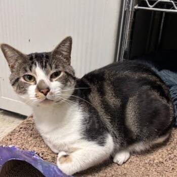 Rescue Domestic Short Hair Cats for Adoption in Braintree, Massachusetts - Twister The Toranto | PetCurious