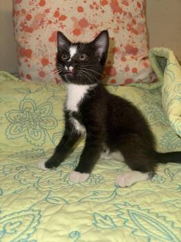 Sarah -  Tuxedo Cat Available for Adoption in Houston, Texas - Sarah | PetCurious