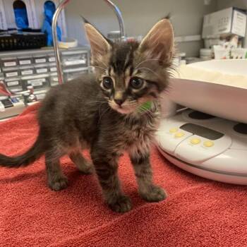 Orechiette -  Domestic Short Hair Cat for Adoption in Oakland, California - Orechiette | PetCurious