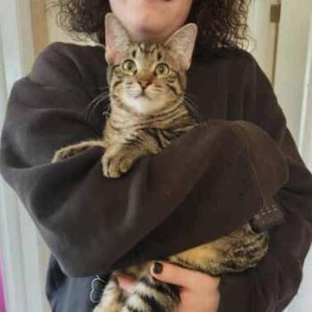 Rescue Tabby and Domestic Short Hair Cats for Adoption in Warr Acres, Oklahoma - Virgil | PetCurious