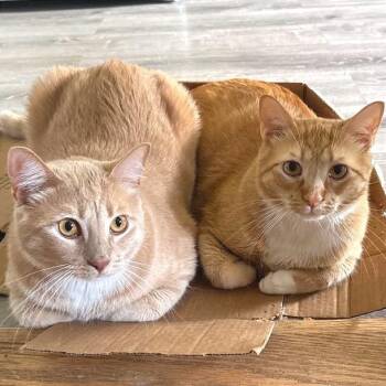 Kevin & Lucifer -  Domestic Medium Hair Cat for Adoption in Philadelphia, Pennsylvania - Kevin & Lucifer | PetCurious