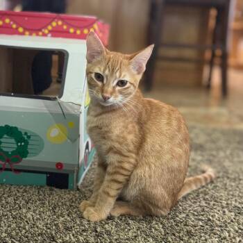 The Scoop -  Domestic Short Hair Cat for Adoption in Crowley, Texas - The Scoop | PetCurious