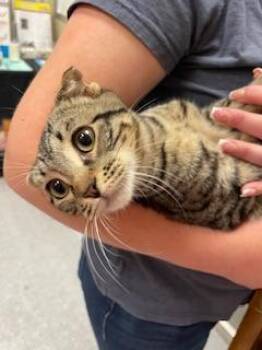 Scotty -  Scottish Fold and Tabby Cat for Adoption in Parlier, California - Scotty | PetCurious