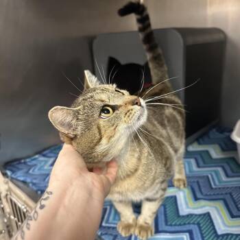 Dr. Phil -  Domestic Short Hair Cat for Adoption in Titusville, Florida - Dr. Phil | PetCurious